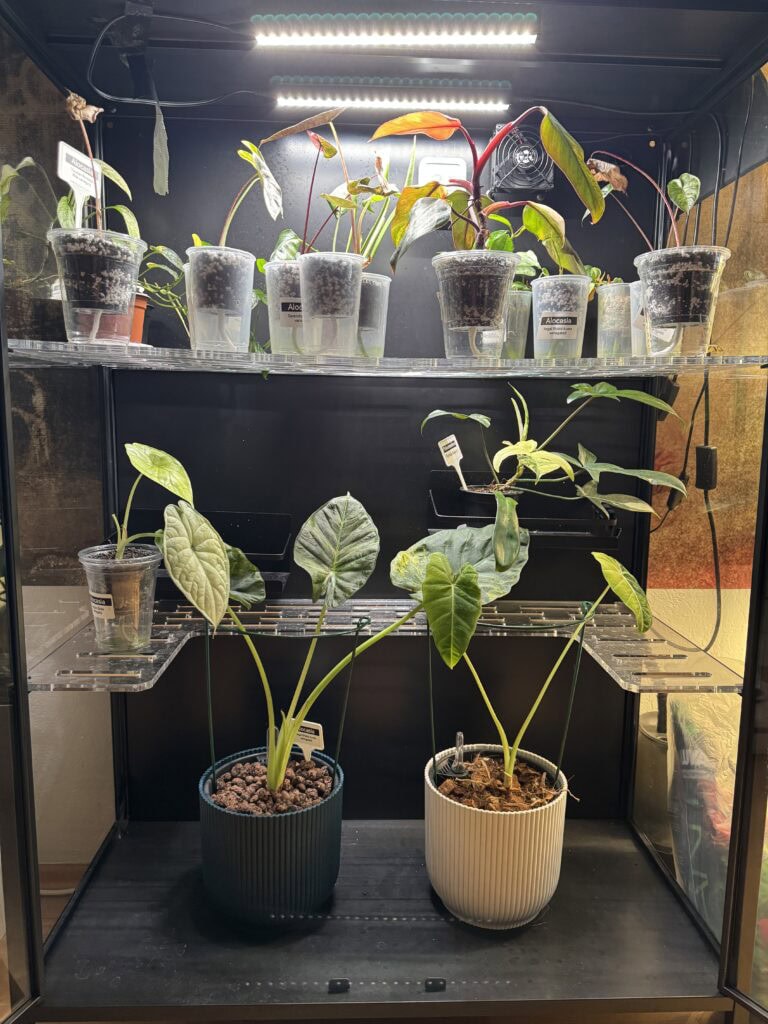 Pflanzenvitrine einrichten: IKEA Rudsta als grüne Oase 5