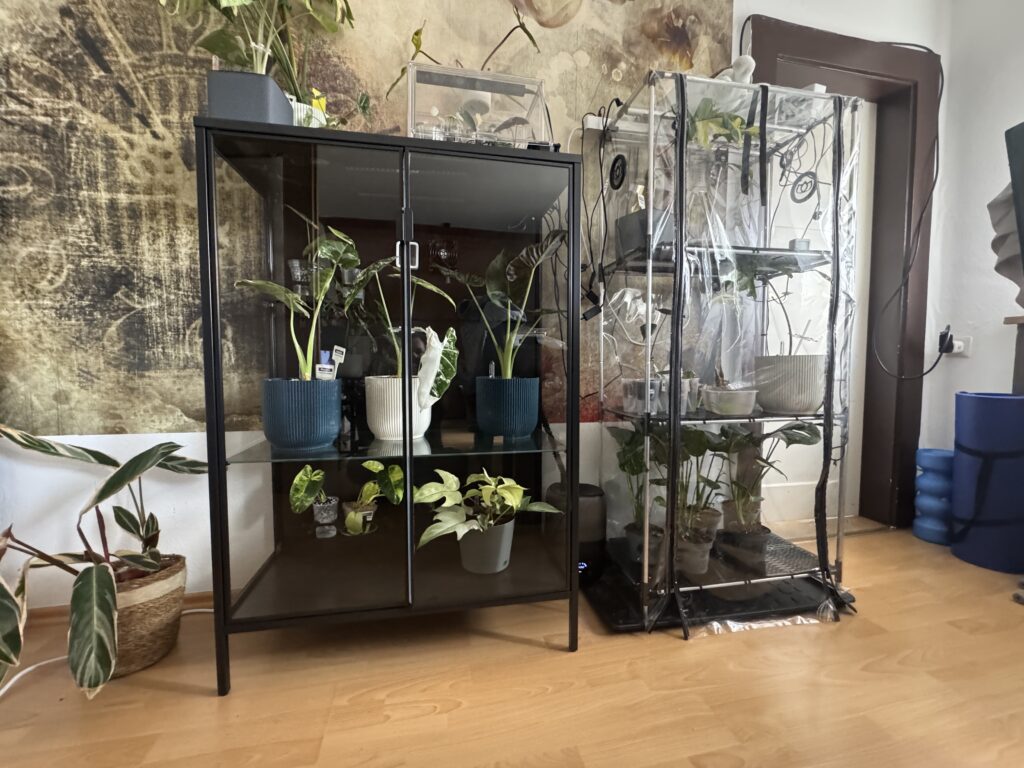 Pflanzenvitrine einrichten: IKEA Rudsta als grüne Oase 44 Pflanzenvitrine - IKEA Rudsta Umbau