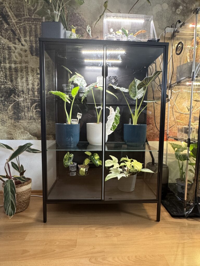 Pflanzenvitrine einrichten: IKEA Rudsta als grüne Oase 43 Pflanzenvitrine - IKEA Rudsta Umbau