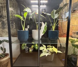 Pflanzenvitrine - IKEA Rudsta Umbau